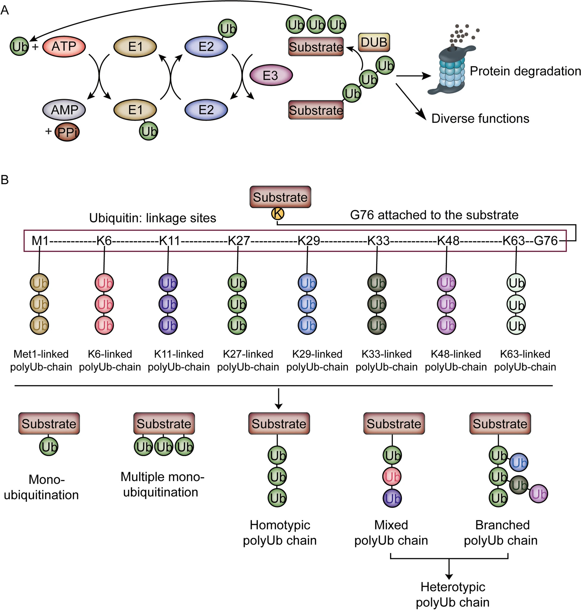The cycle of ubiquitin signaling and ubiquitin proteoforms. (OA Literature)